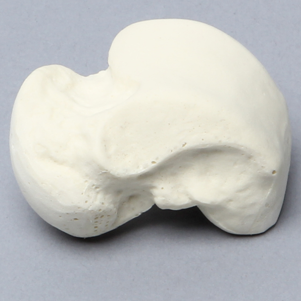 Talus, Solid Foam, Right