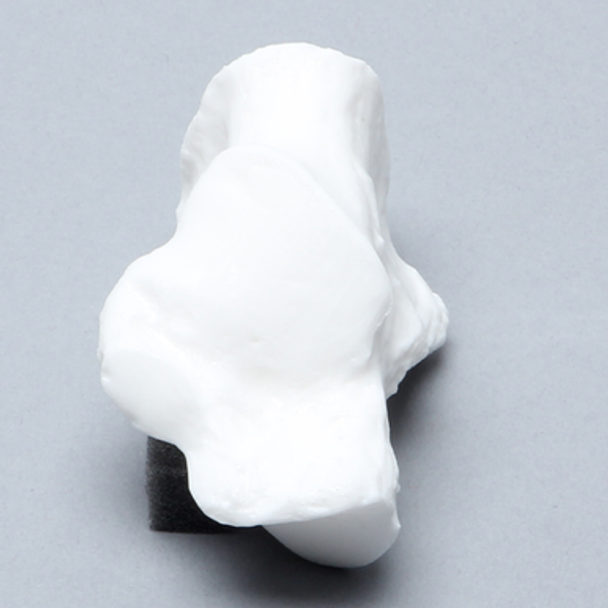 Calcaneus, Solid White Plastic, Left