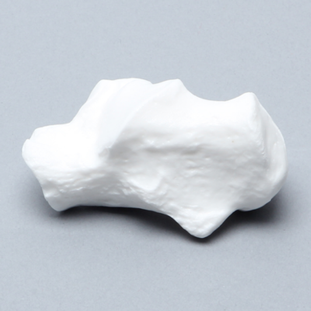 Calcaneus, Solid White Plastic, Left