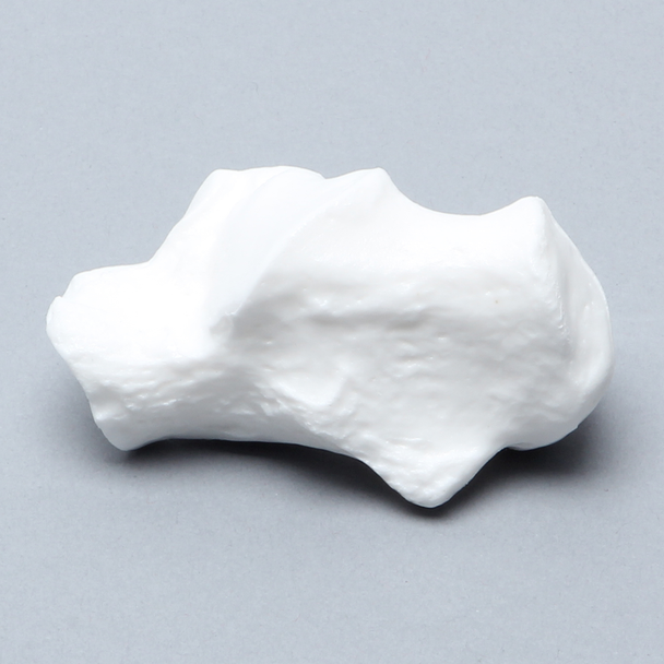Calcaneus, Solid White Plastic, Left