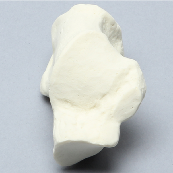 Calcaneus, Solid Foam, Right