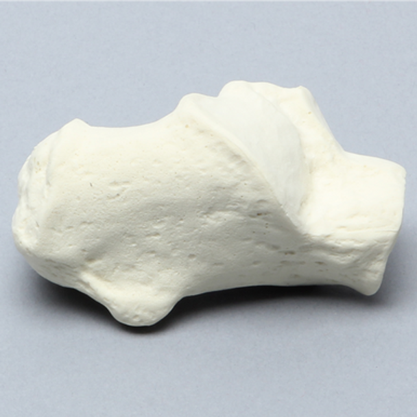 Calcaneus, Solid Foam, Right