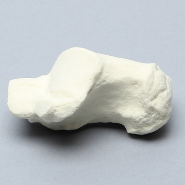 Calcaneus, Solid Foam, Right
