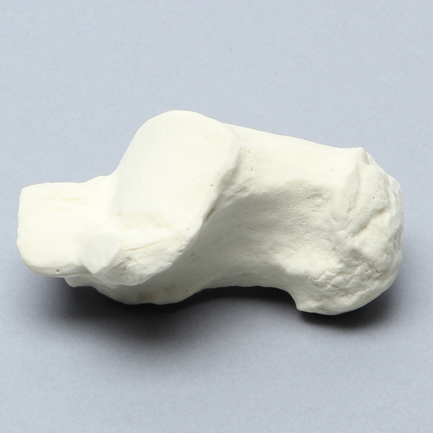 Calcaneus, Solid Foam, Right