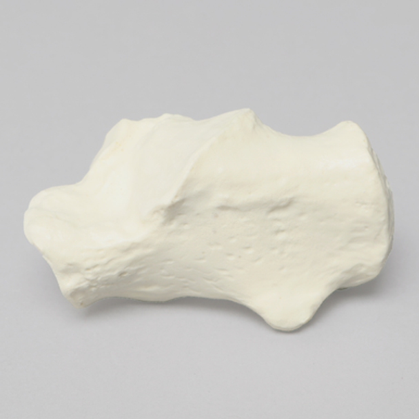 Calcaneus, Foam Cortical, Left