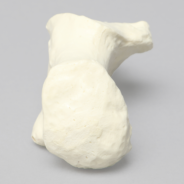 Calcaneus, Foam Cortical, Left