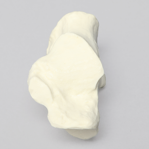 Calcaneus, Foam Cortical, Left