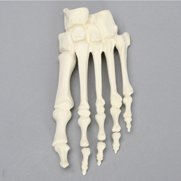 Forefoot with Articulation at the Interphalangeal Joint, Solid Foam, Left