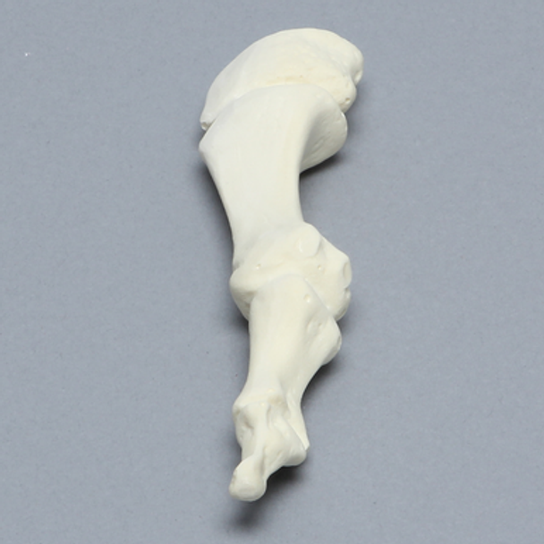 Metatarsal, First, Solid Foam, Left, Large