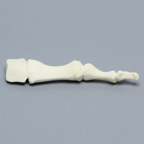 Metatarsal, First, Solid Foam, Left, Large