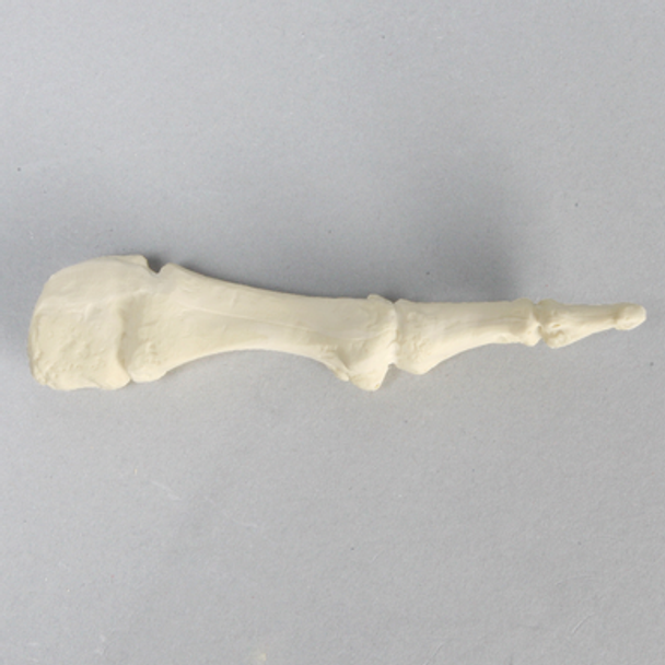 Metatarsal, First, Solid Foam, Right, Large