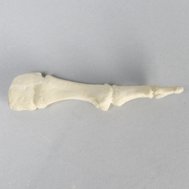 Metatarsal, First, Solid Foam, Right, Large