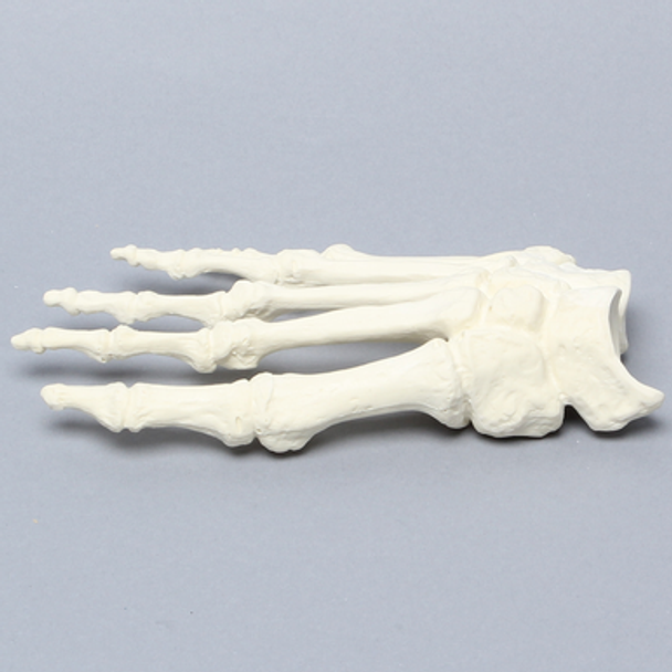 Forefoot, Solid Foam, Right, Large