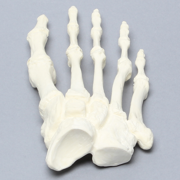 Forefoot, Solid Foam, Right, Large