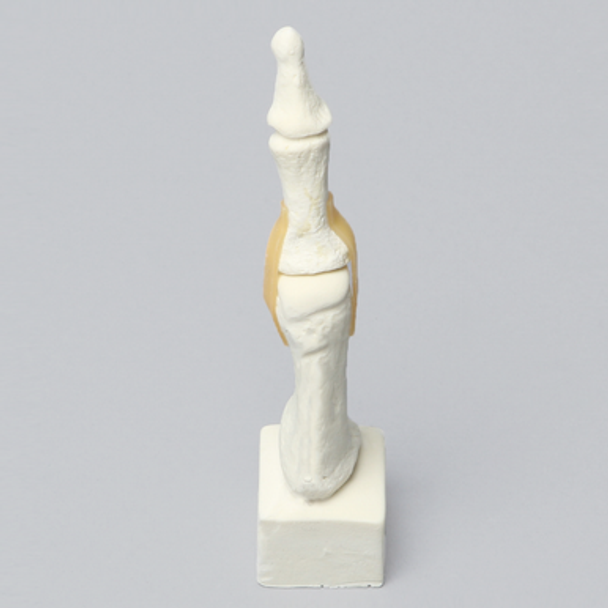 Metatarsal with Articulation, Solid Foam, Left