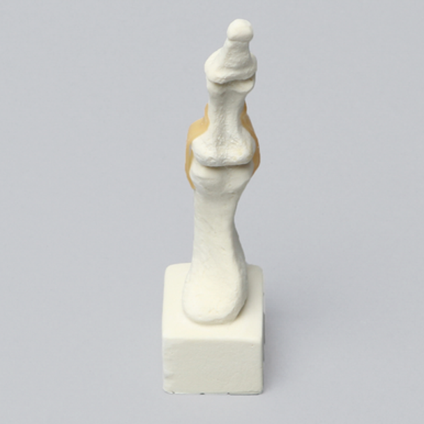 Metatarsal with Articulation, Solid Foam, Left