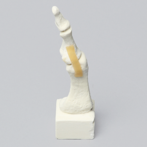 Metatarsal with Articulation, Solid Foam, Left