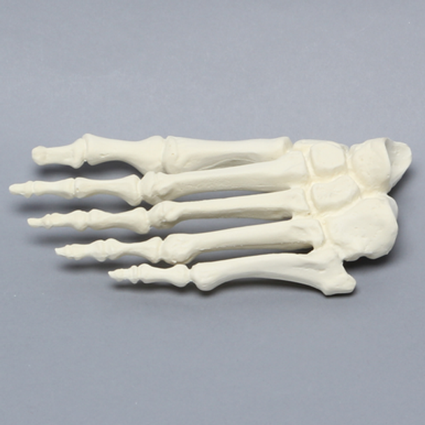 Forefoot, Solid Foam, Left, Large