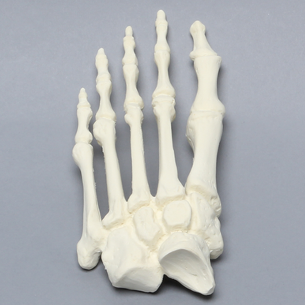 Forefoot, Solid Foam, Left, Large