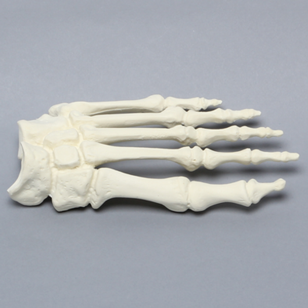 Forefoot, Solid Foam, Left, Large