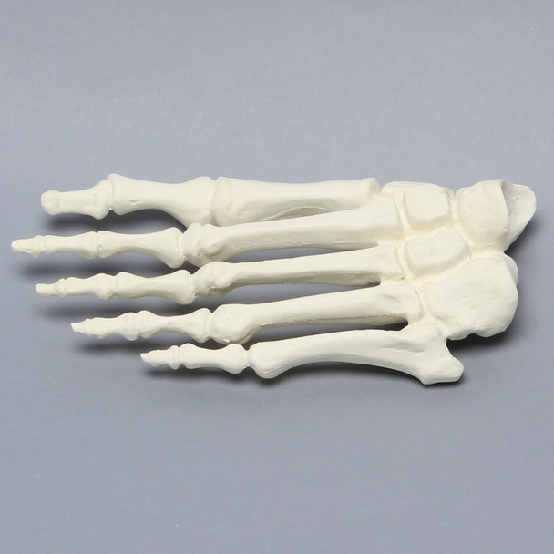 Forefoot, Solid Foam, Left, Large