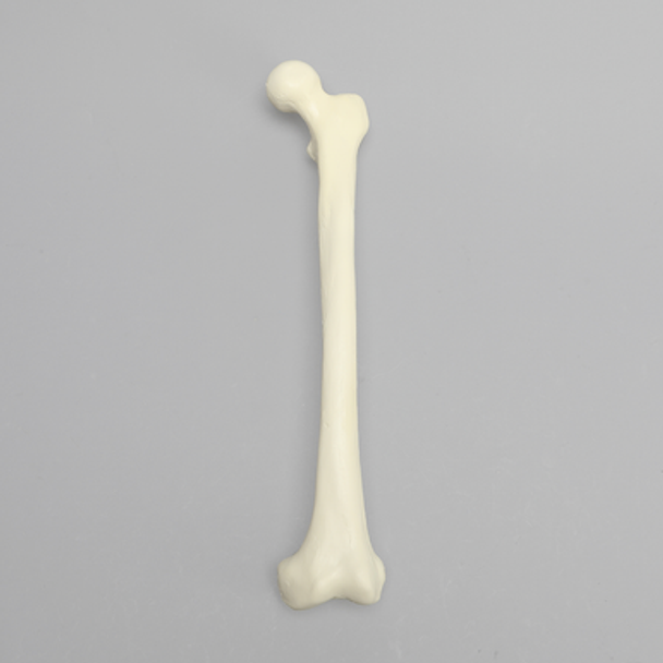 Femur with Average Asian Anatomical Attributes, Foam Cortical Shell, Left