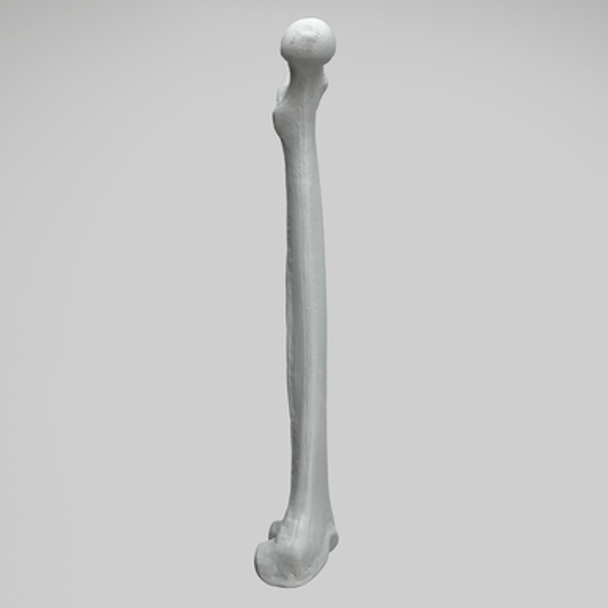 Femur, Radiopaque, Left, Medium