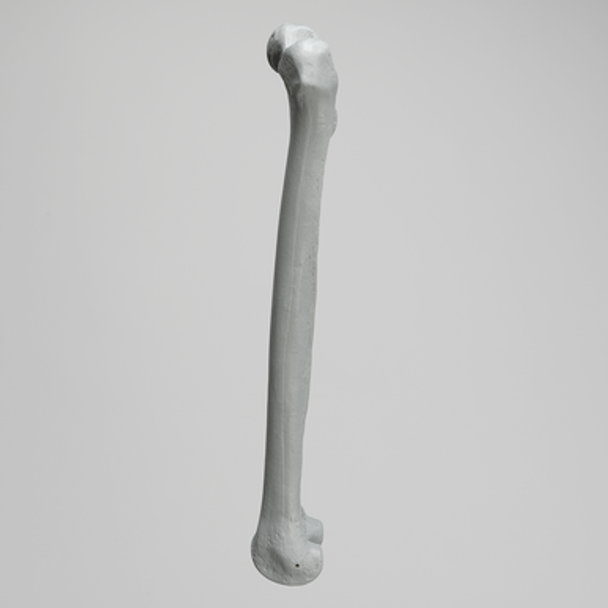 Femur, Radiopaque, Left, Medium