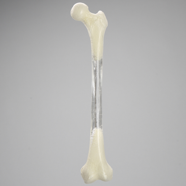 Femur with 9 mm Canal, Transparent, Left, Small