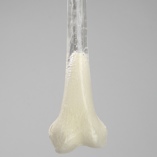 Femur with 9 mm Canal, Transparent, Left, Small