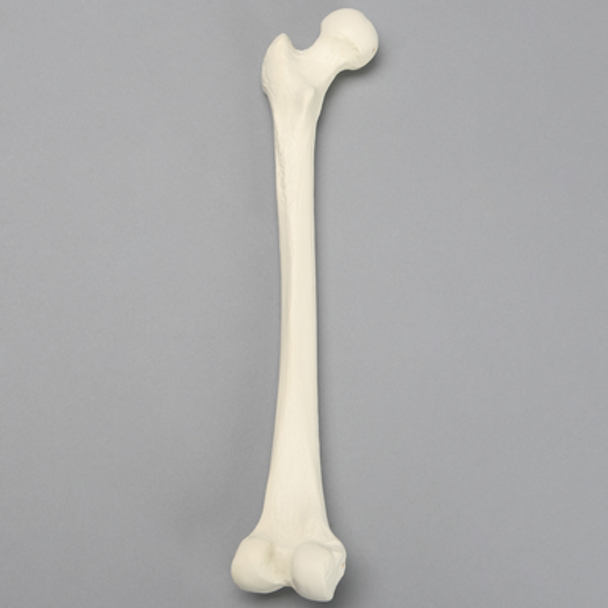 Femur, 9.5 mm Canal, Foam Cortical, Left, Small