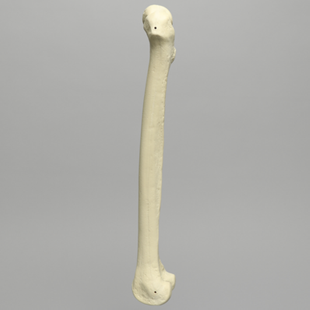 Femur, 12.7 mm Canal, Foam Cortical, Left, Medium