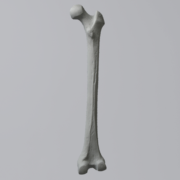 Femur, Radiopaque, Right, Medium
