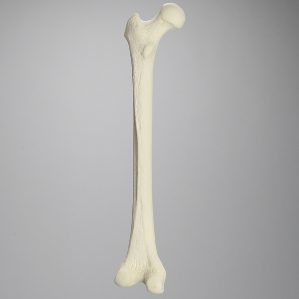 Femur, Foam Cortical, Left, Medium