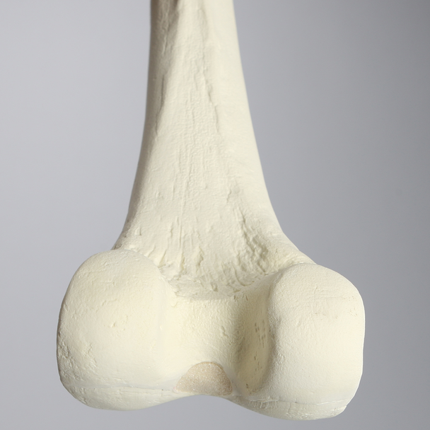 Femur, Foam Cortical, Left, Medium