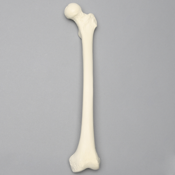 Femur, 9.5 mm Canal, Solid Foam, Left, Small