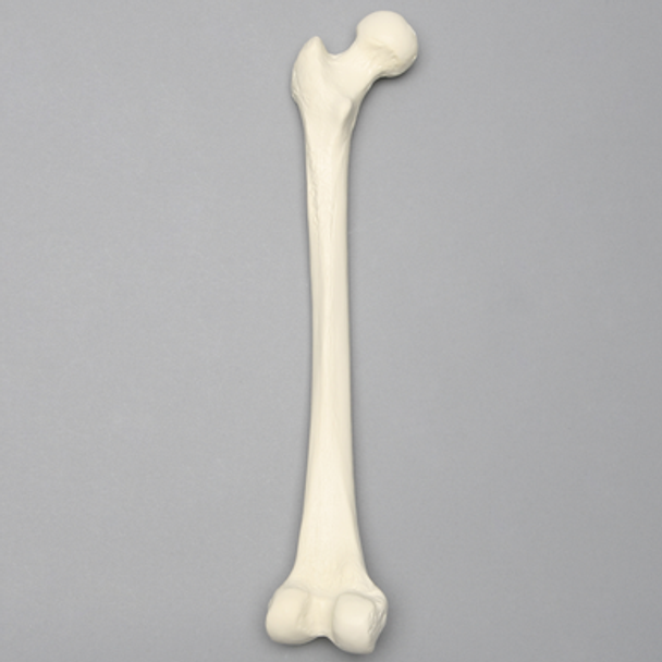 Femur, 9.5 mm Canal, Solid Foam, Left, Small