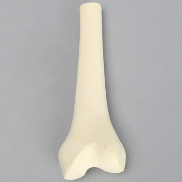 Femur, Distal without Canal, Solid Foam, Left