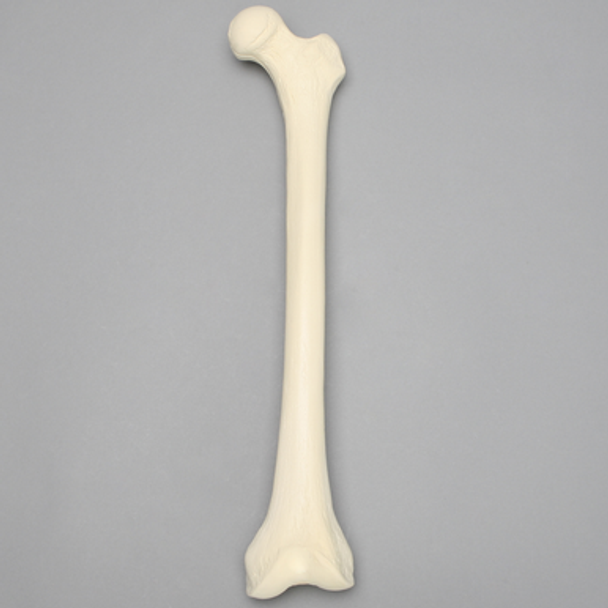 Femur, 15 mm Canal, Solid Foam, Left, Medium