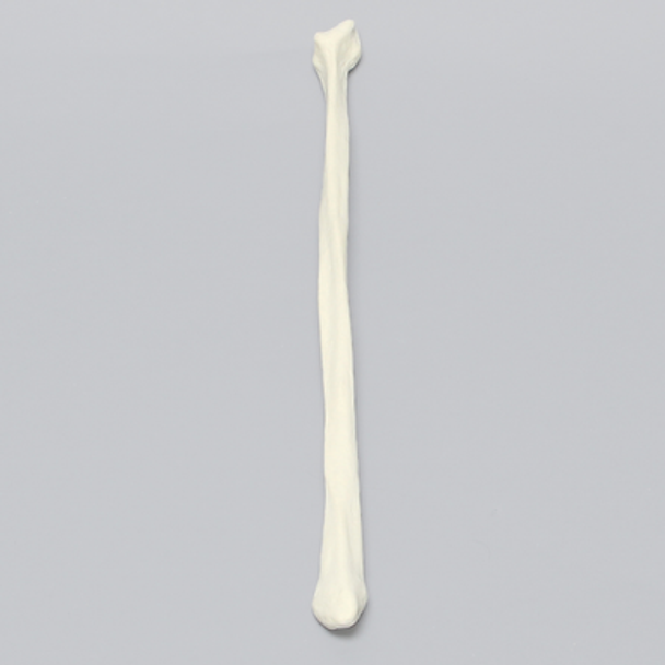 Fibula, Solid Foam, Left, Medium