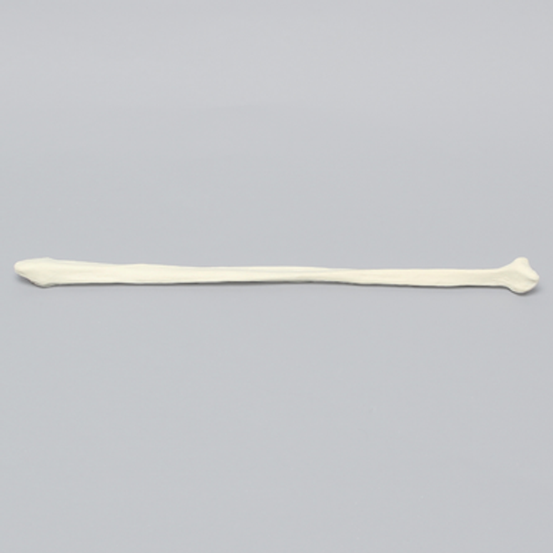 Fibula, Solid Foam, Left, Medium
