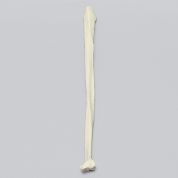Fibula, Solid Foam, Left, Medium