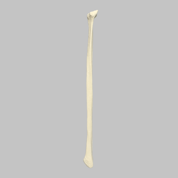 Fibula, Solid Foam, Left, Medium