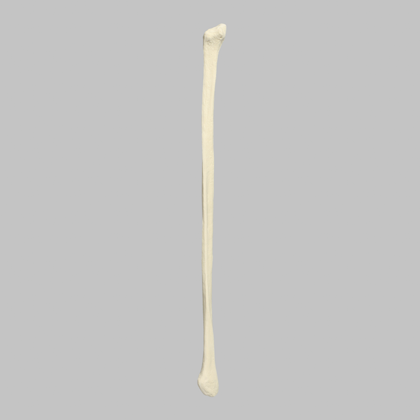 Fibula, Solid Foam, Left, Medium