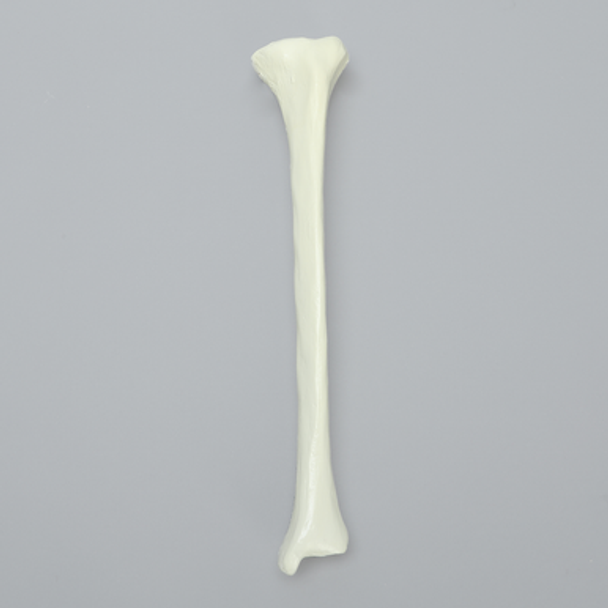 Tibia with Average Asian Attributes, Foam Cortical Shell