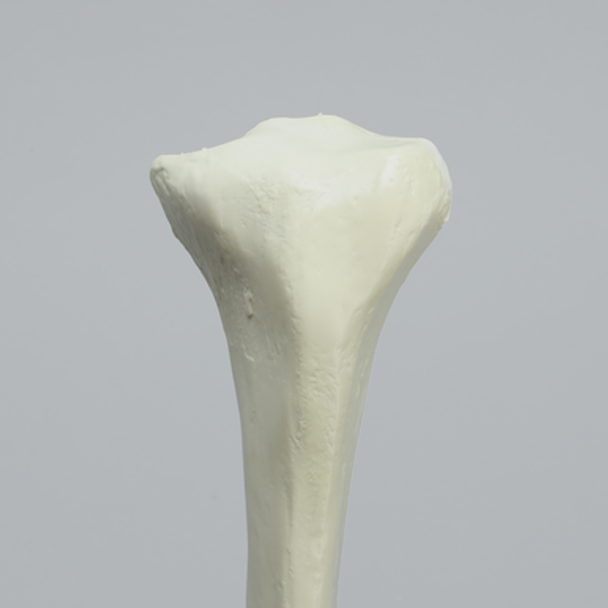 Tibia with Average Asian Attributes, Foam Cortical Shell