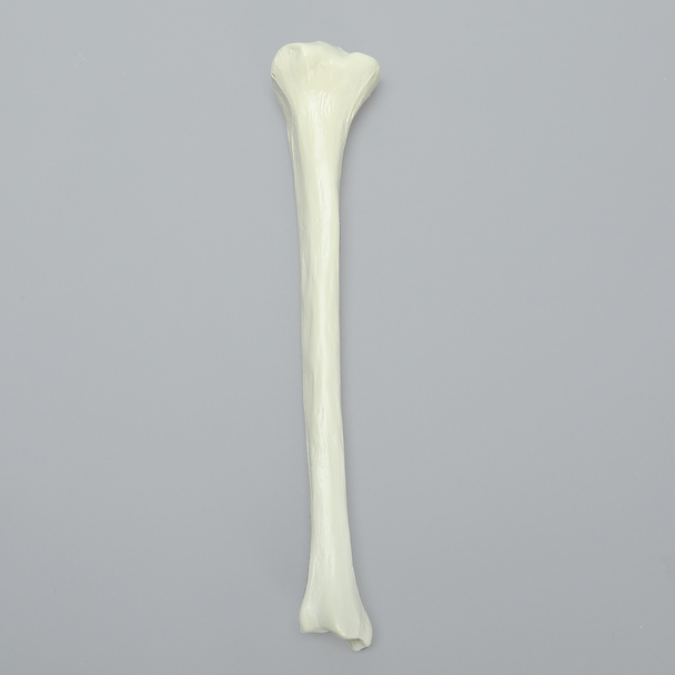 Tibia with Average Asian Attributes, Foam Cortical Shell