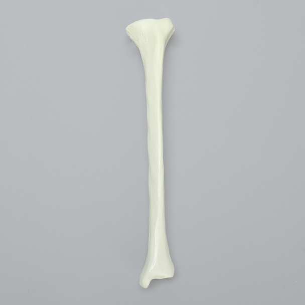 Tibia with Average Asian Attributes, Foam Cortical Shell