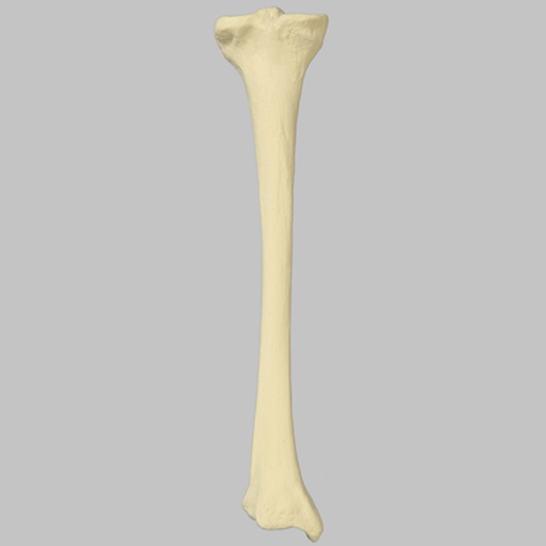 Tibia with 8 mm Canal, Foam Cortical, Left, Small