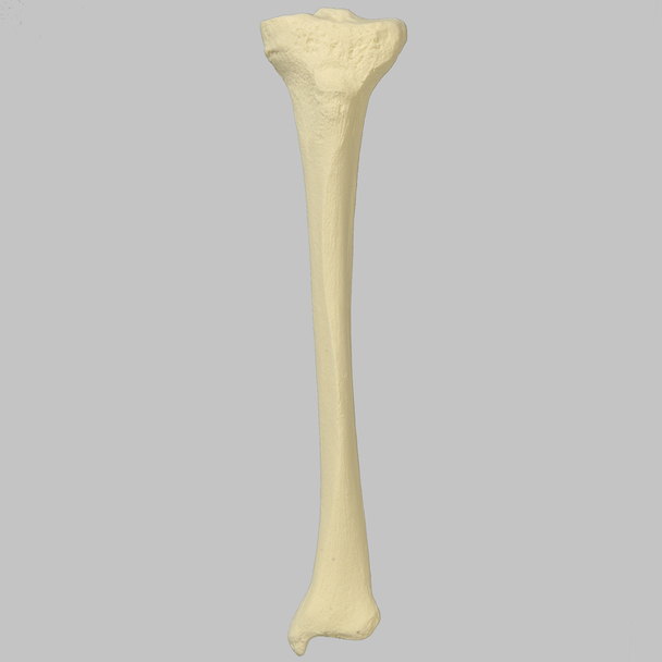 Tibia with 8 mm Canal, Foam Cortical, Left, Small